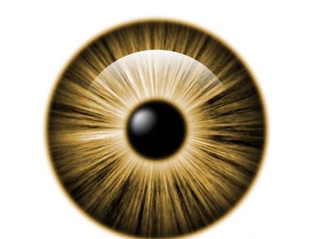 pnas:挪威科学家破解瞳孔收缩机制