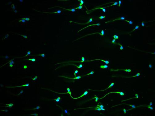 the scientist:高分辨率荧光显微图片跨越科学和艺术的界限