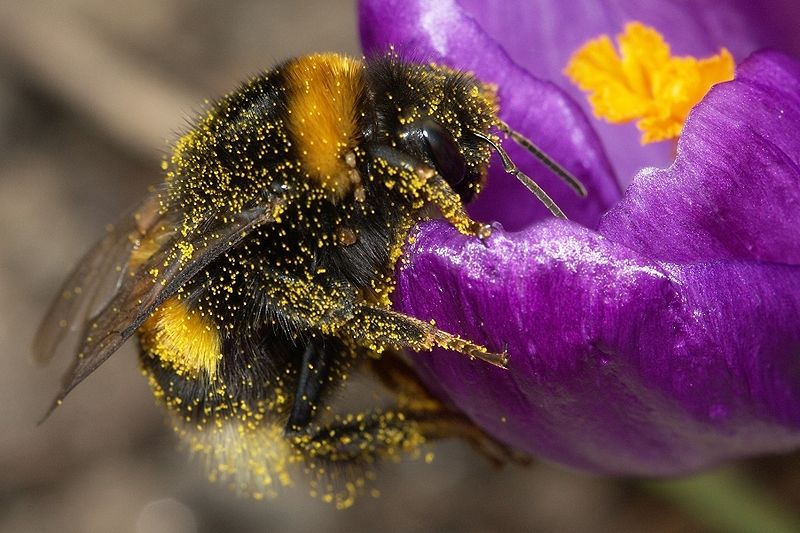 表示,如果大黄蜂用自身的技术,外加学习蜜蜂的技术来进行食物搜寻的话