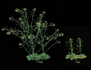 plant cell: 植物如何吸收适量微量元素?