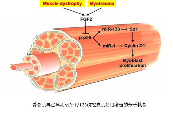 plos one:应浩等骨骼肌再生机制研究取得新成果