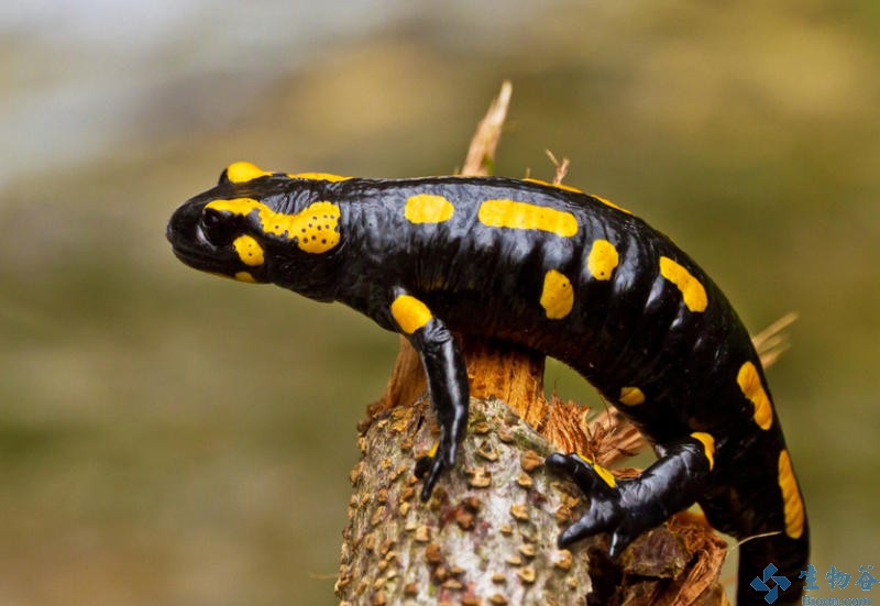 火蝾螈(fire salamander)