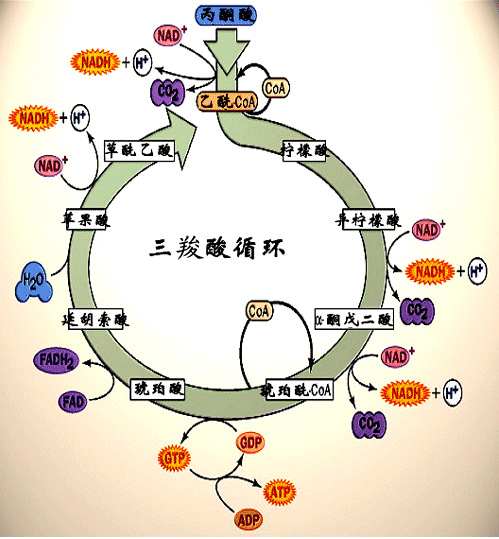 tca循环