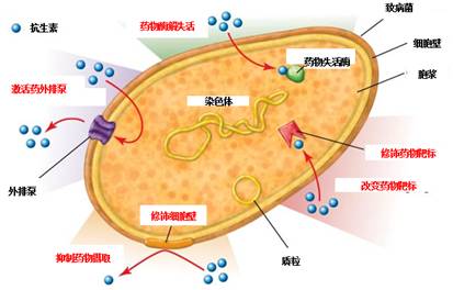 抗生素的作用机理