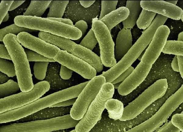 遏细菌耐药国家计划：到2020年研发新抗菌药