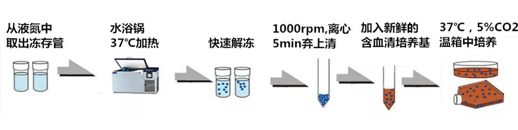 实验新人必读:细胞培养那些事儿