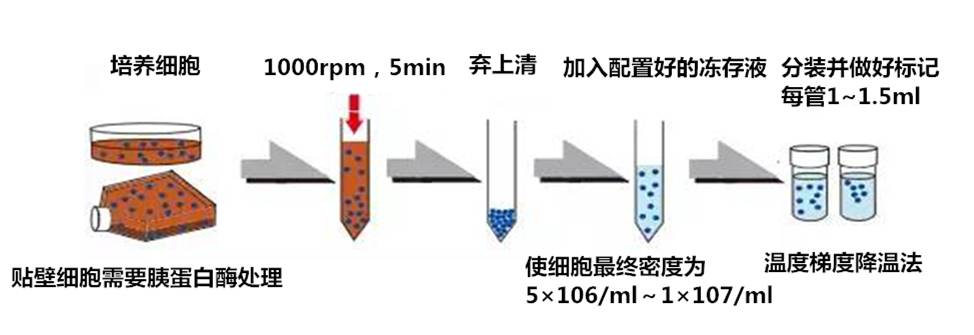 实验新人必读:细胞培养那些事儿