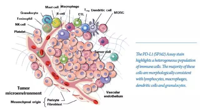 肿瘤微环境中的多种细胞类型(图片来源:roche)