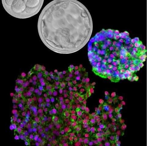 <font color="red">Development</font>：科学家成功“复位”人类胚胎干细胞的生物钟