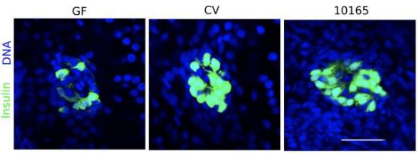 加入BefA蛋白之后，肠道无菌斑马鱼β细胞生长状况似乎优于正常斑马鱼