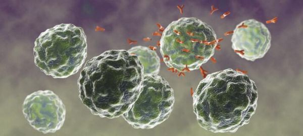 Nat Immunol：制造抗体的免疫B细胞是如何产生的？