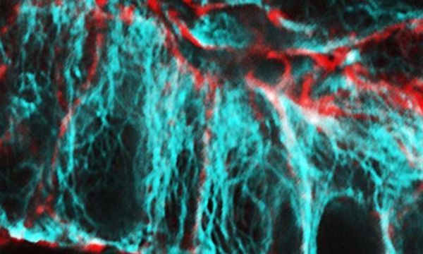 Open Biol：科学家鉴别出对肠道细胞健康发育的关键蛋白质