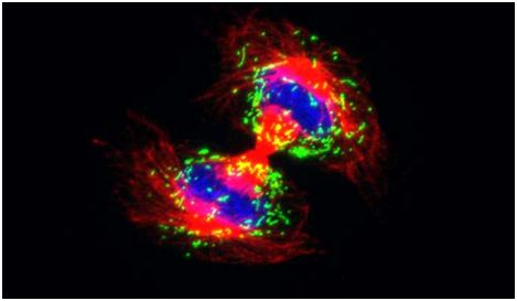 Science：细胞器分配决定着干细胞命运