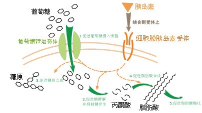 1型糖尿病,原名胰岛素依赖型糖尿病,多发生在儿童和青少年,也可发生于