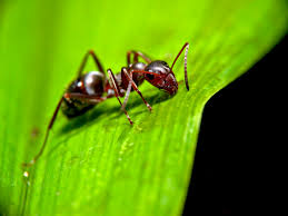 基因改造蚂蚁揭示社会性昆虫进化之谜