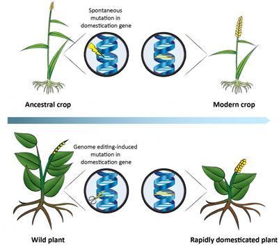 图片来自palmgren et al./trends in plant science.
