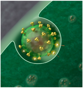 PLoS ONE：揭示蛋白CypA限制HIV-1感染机制