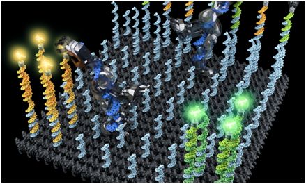 science:重磅!开发出分拣货物分子的dna纳米机器人