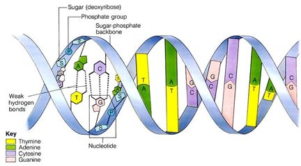 Science：鉴定出导致人类肤色多样化的基因