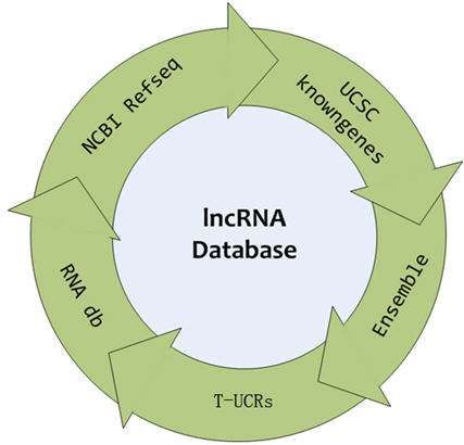 多数lncrna虽然不直接参与基因编码和蛋白质合成,但在基因组印记,染色