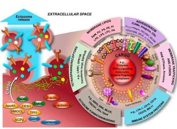 国内外泌体领域进展总结上篇