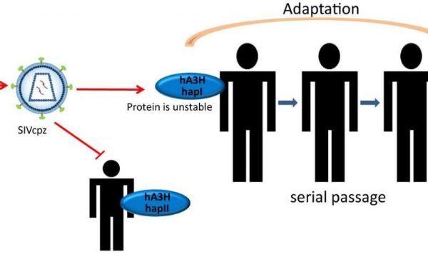 发现一种抗病毒蛋白可能阻止黑猩猩传播HIV前体！