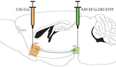 eneuro:安非他命上瘾能够破坏小鼠前额叶皮层的发育