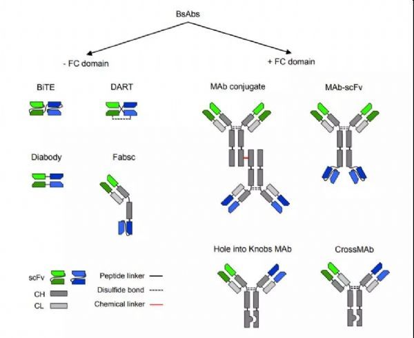 一些双特异性抗体的设计(图片来源:参考资料[3])