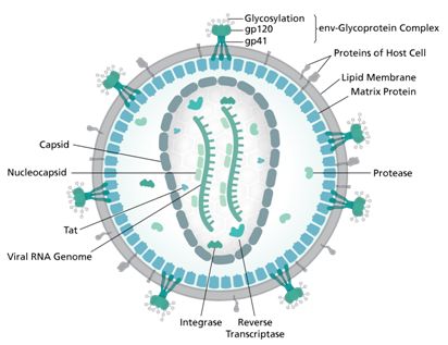 ScienceӿоֵֿHIVȾǱҩб