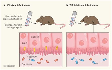 Nature等多篇论文揭示生命早期的TLR5表达会影响长期的肠道菌群组成