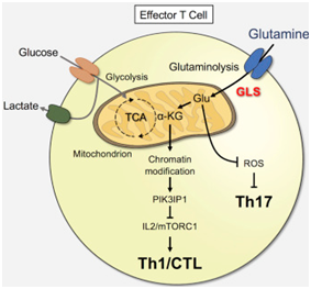 cell:抑制谷氨酰胺代谢可改善car-t细胞免疫疗法的疗效