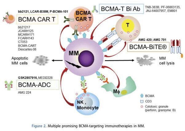 国产抗BCMACAR-T细胞疗法!科济生物CT