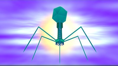 Cell：工程化噬菌体能够杀伤抗生素耐药性病原菌