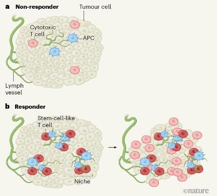 科学家在肿瘤中鉴别出干细胞样t细胞 其或能促进细胞毒性t细胞识别并