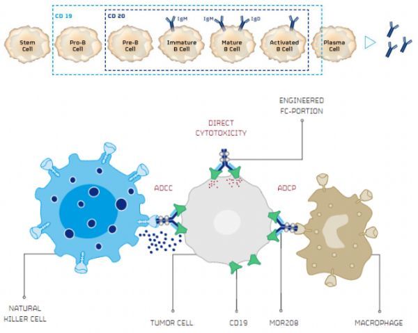 CAR-T细胞疗法杀手！CD19靶向新型Fc优化免疫增强单抗tafasitamab在美申请上市，治疗B细胞肿瘤！