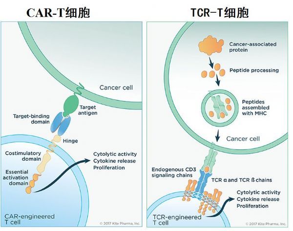 全球首个套细胞淋巴瘤(MCL)CAR-T细胞疗法！吉利德KTE-X19在美国进入优先审查！