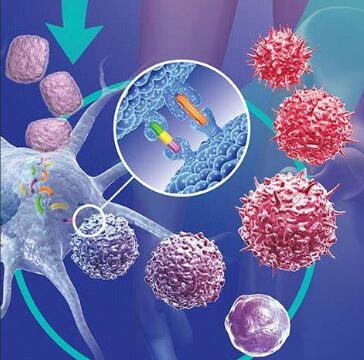 科学家鉴别出新型T细胞 或有望帮助开发通用型抗癌疗法