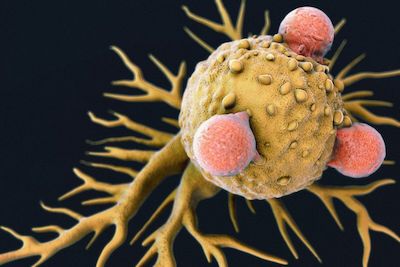 Nature：新型免疫细胞有助于肿瘤免疫治疗