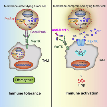 Immunity：激活肿瘤相关巨噬细胞对抗癌症