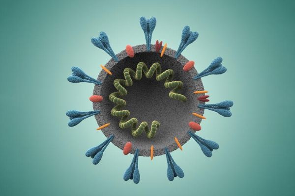 为什么维生素C不能增强免疫系统对抗冠状病毒