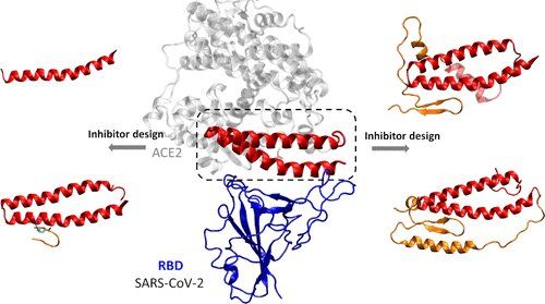 ACSNano：研究人员设计多肽治疗COVID-19