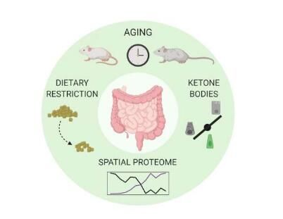 这项研究中,研究人员分析了衰老和饮食对年龄和老年小鼠机体肠道上皮