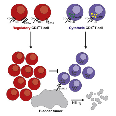 cell:肿瘤内cd4  t细胞介导人膀胱癌的抗肿瘤细胞毒性