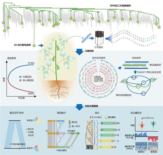 科研人员绘出大豆图形结构泛基因组