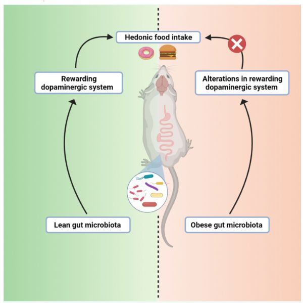 这项研究首次证明了肠道微生物区系在调节小鼠食物摄入的奖赏途径和