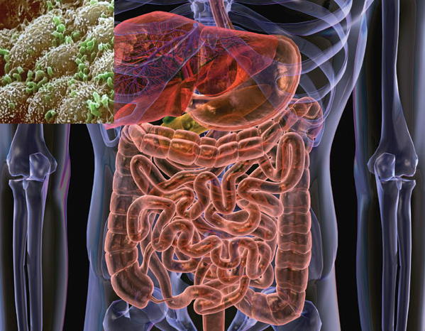 【盤點】cns雜誌上那些重磅級的腸道微生物研究