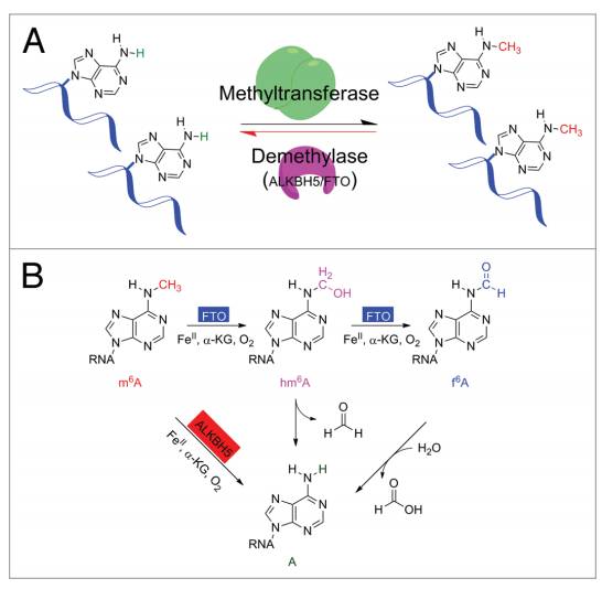 rna上有着非常多种类(>100)的化学修饰,在这些化学修饰中甲基化是一种