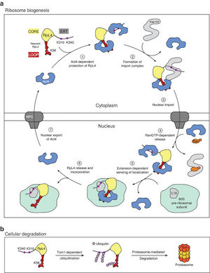 标签:"分子伴侣" - 生物谷