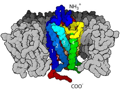 g蛋白偶联受体的七跨膜α-螺旋结构,图片来自valeryns/wikipedia.
