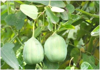 标签:"{研究进展}" - 生物谷 (第41页)